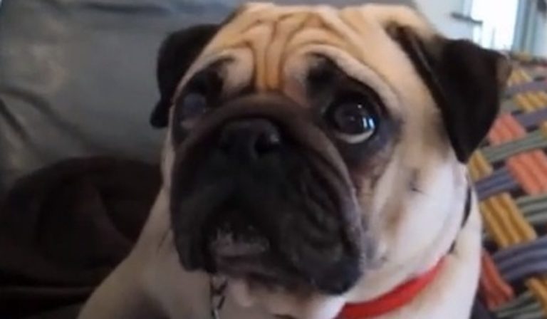 Guilty Pug’s Adorable Expressions Get Him Out of Trouble