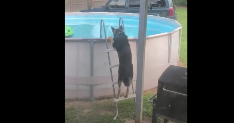 German Shepherd Dog Learned How To Get Into Pool All By Himself