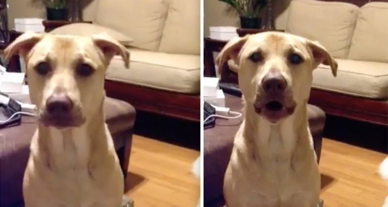 Sweet Dog Tells Her Human She Loves Her Too