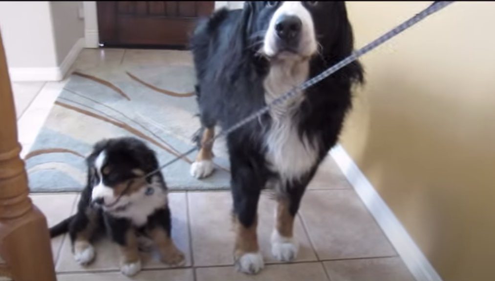 Bernese Mountain Dog Walks Puppy Brother and It's Adorable