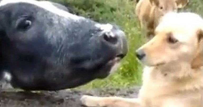 Cow Loves Dog, Dog Plays Hard to Get