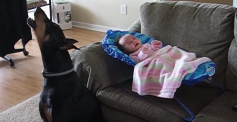 Sweet Doberman and Baby Have a Good Cry Together