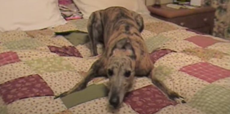 Rescued Greyhound Has Funny ‘Zoomies’ On Bed