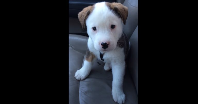 Puppy Adorably Confused By Hiccups