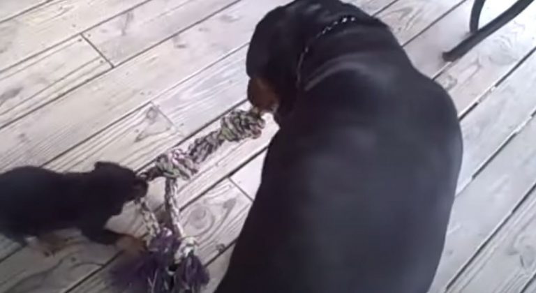 Rottweiler Plays Cute Game of Tug of War with Puppy