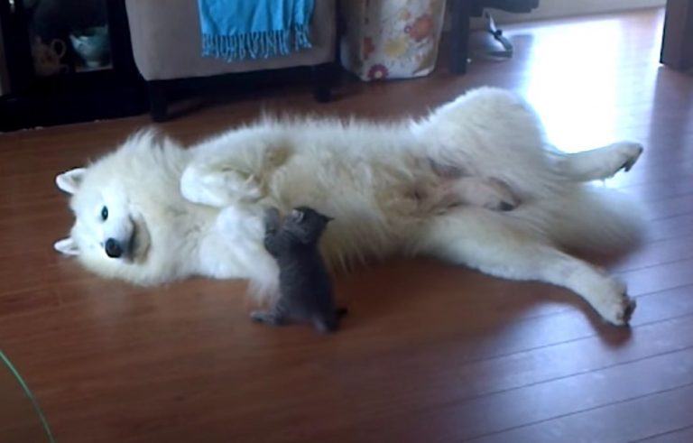 Gentle Samoyed Plays With Kitten