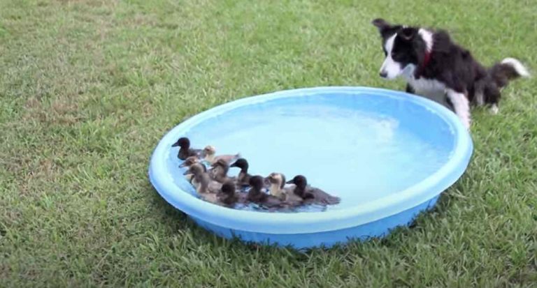 Border Collie Puppy Learns to Herd Ducklings