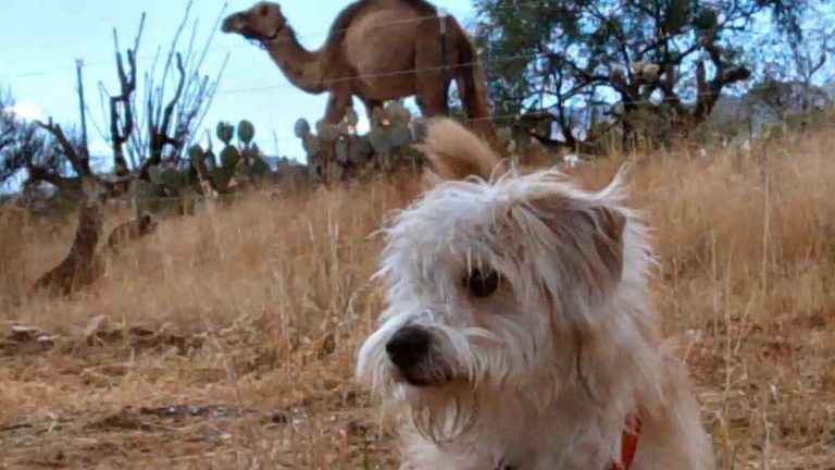 Rescue Dog Meets Camel for the First Time