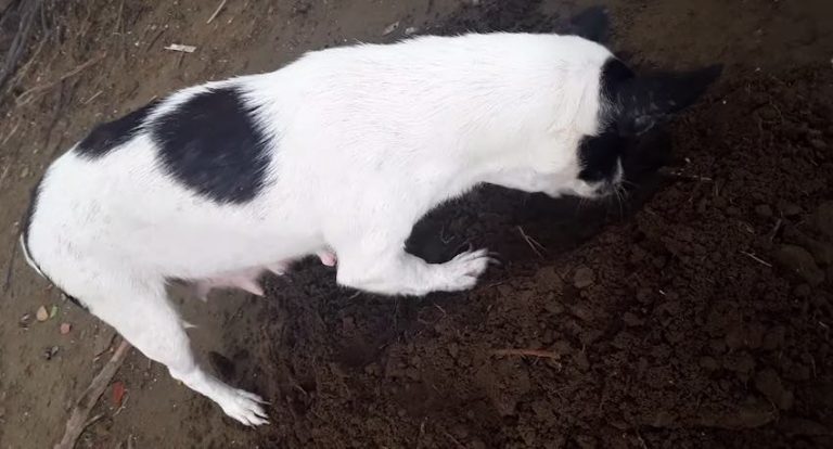 Grieving Mother Dog Buries Her Deceased Puppy