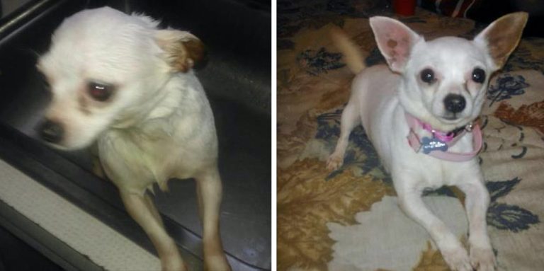 Chihuahua Becomes New Family Member After Found Cold and Hungry