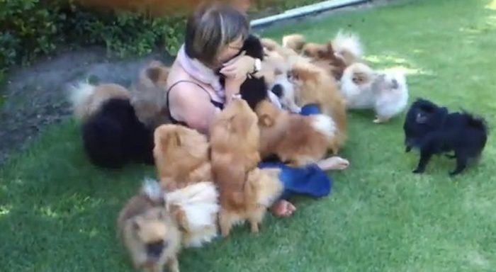 Pomeranians Welcome Home Mom with Tackle Hugs