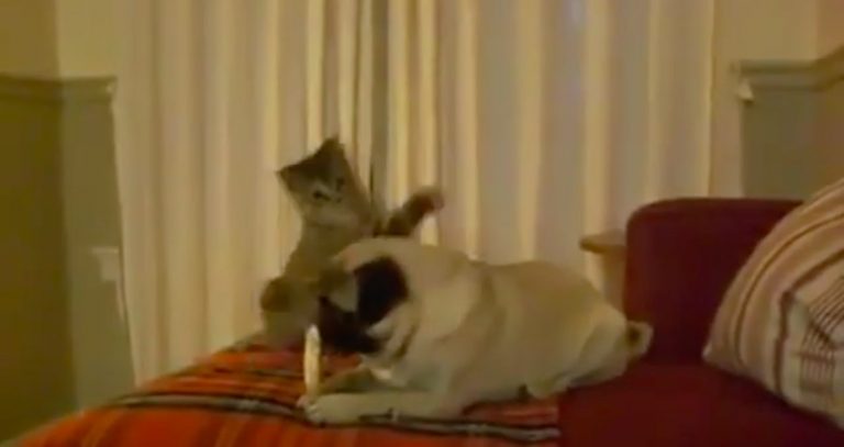 Patient Pug Does the Funniest Thing to Stop Pesky Cat