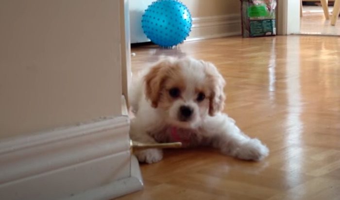 Cute Puppy Discovers the Doorstopper