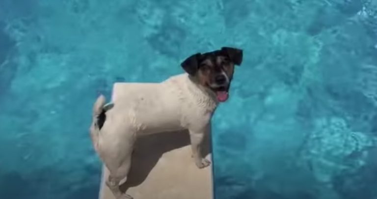 Clever Jack Russell Terrier Uses Diving Board to Jump into Pool