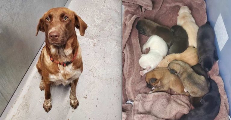 Mother Dog Force-fed Drugs is Saved Along with Her 10 Puppies