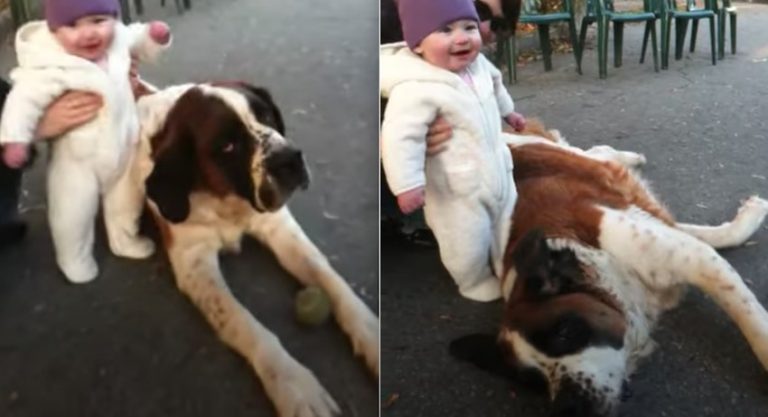 Sweet Saint Bernard Asks for Belly Rub from Baby