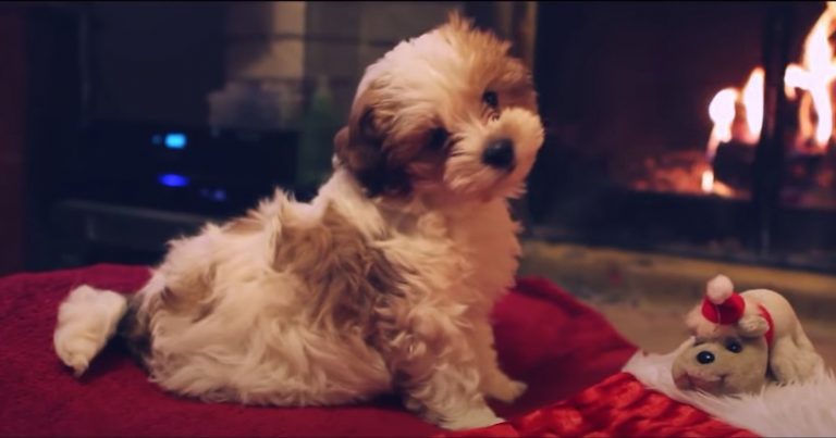 Adorable Puppy Celebrates First Christmas with Family