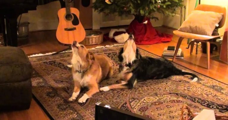 Musical Dogs Sing in the New Year with Auld Lang Zyne