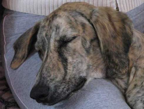 Doggie resting