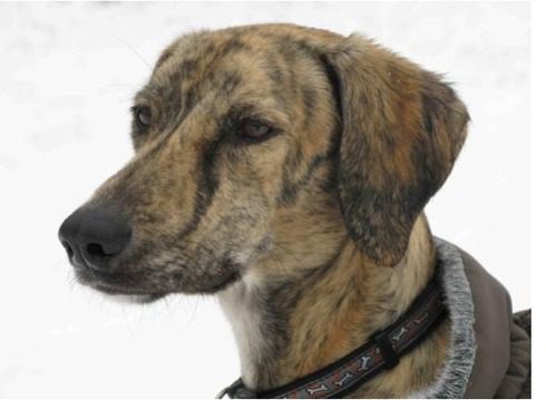 Doggie was rescued from the desert
