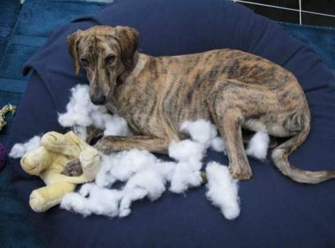 Doggie at home