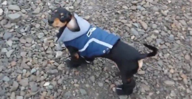 Rescued Dachshund’s Adorable First Walk Wearing His New Snow Shoes