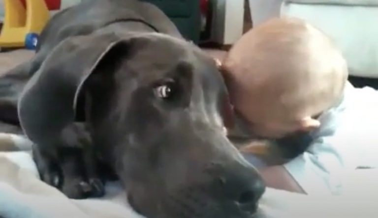 Gentle Great Dane Cuddles with Baby