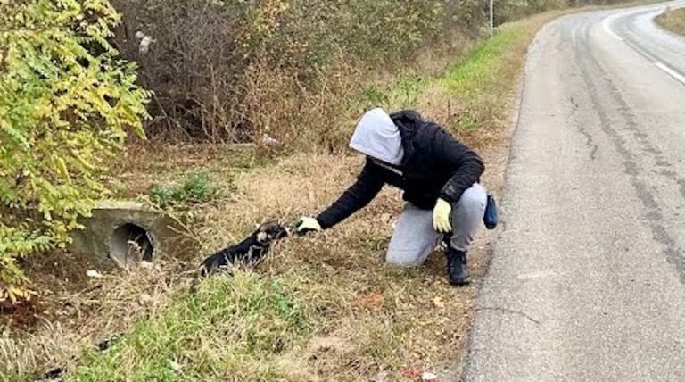 Abandoned Dog Full of Sadness Becomes So Happy as Rescuer Approaches Her