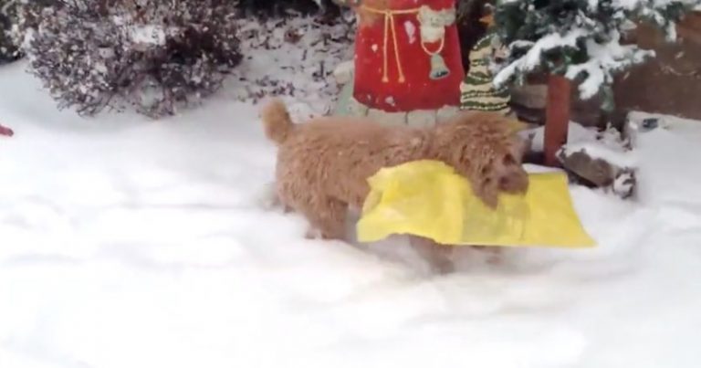 Sweet Dog Finds The Paper in the Snow But Forgets One Thing