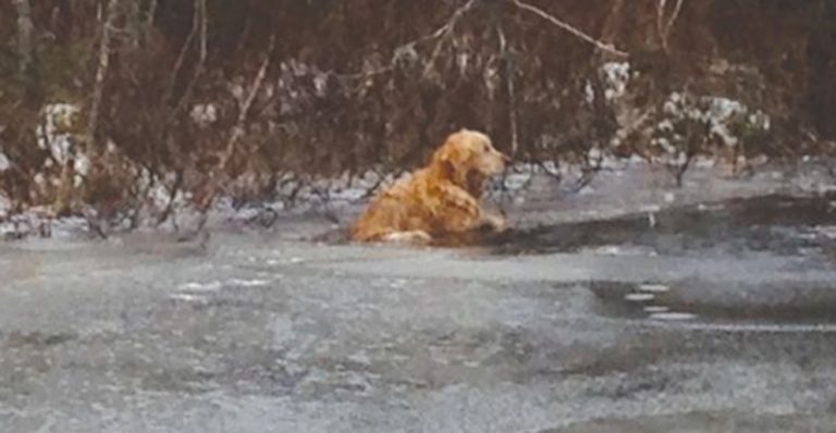 Heroic Police Officer Saves Elderly Golden Retriever from Freezing in Icy Pond