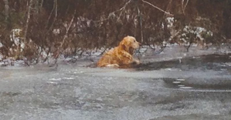 Heroic Police Officer Saves Elderly Golden Retriever from Freezing in ...