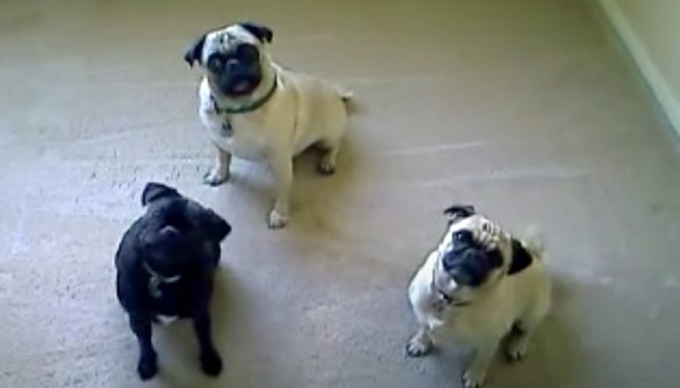 Adorable Pug Trio Have a Head Tilt-a-thon