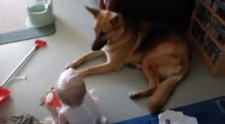 German Shepherd Dog Sings Along During Playtime With Her Tiny Human