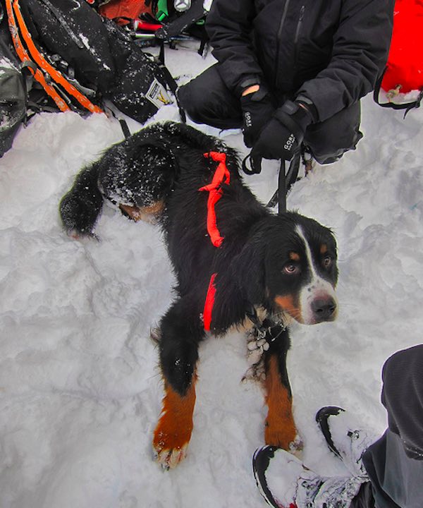 Amazing Mountain Rescue Of Dog Who Was Missing For 12 Days