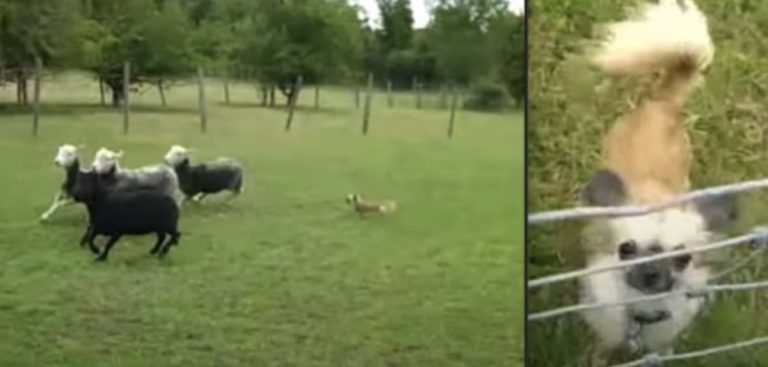 Rescued Chihuahua Loves Herding Sheep