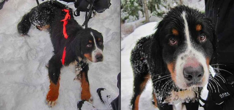 Amazing Mountain Rescue of Dog Who was Missing for 12 Days