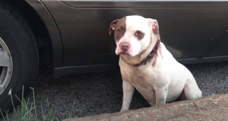 PitBull with Doleful Eyes Unsure if She Can Trust Rescuers Takes Leap of Faith