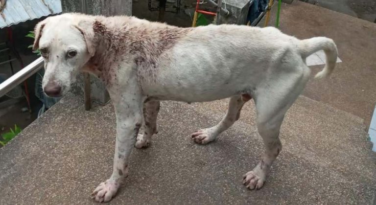 Terrified Street Dog Covered in Hundreds of Ticks So Happy Now