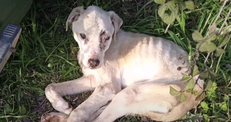 Starving Dog Rescued Just Hours After Found Hiding by Garbage