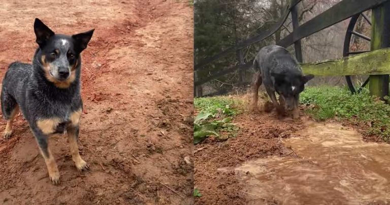 Dog Loves Digging Ditches When Water Dumped On The Ground