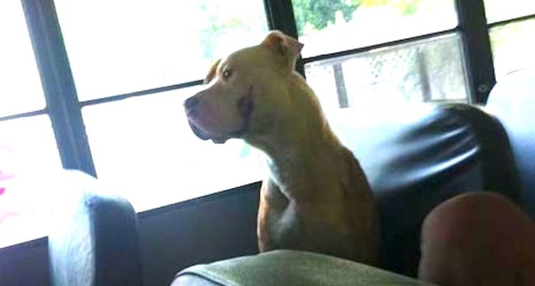 Stray Pit Bull Who Jumped on School Bus and Then Disappeared is Rescued