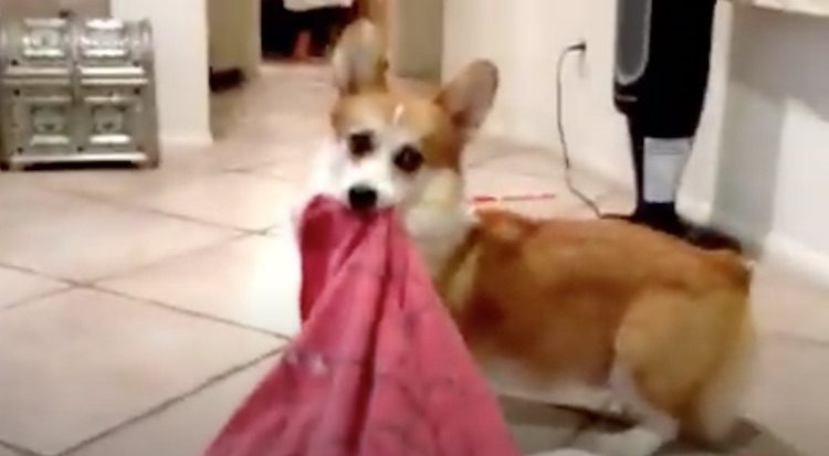 Cute Corgi Carries Around Blanket Even When Fetching