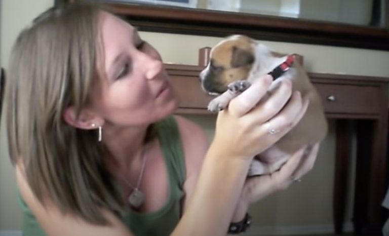 Cute Boxer Puppy Howls in Front of Her Moms