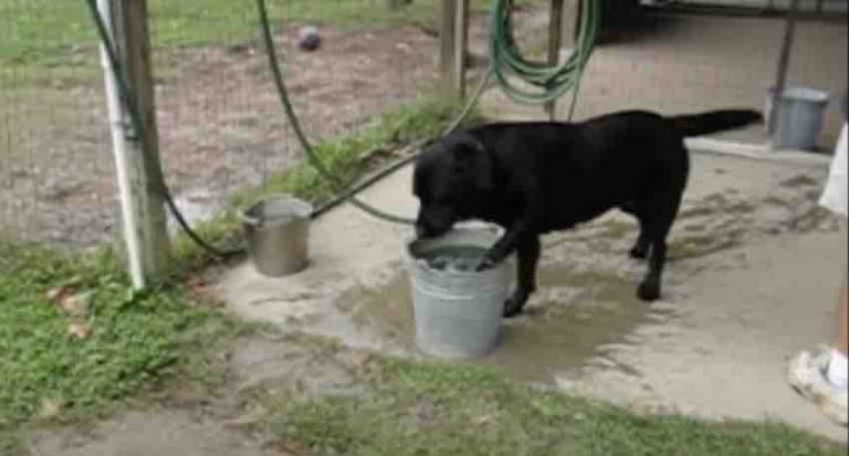 Big Dog Tries to Cool Off in a Tiny Bucket