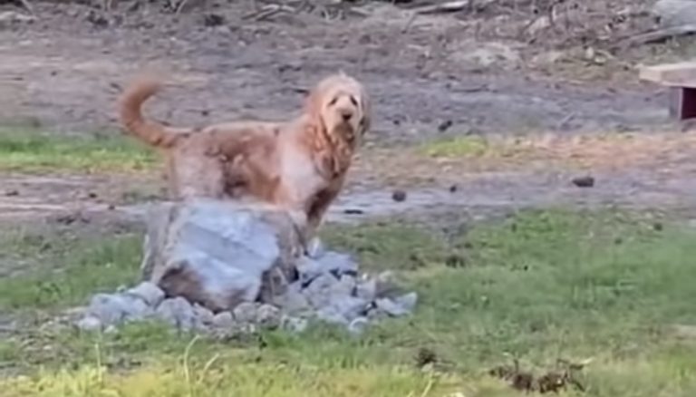 Sweet Dog Asks for Permission to Visit Grandma and Grandpa