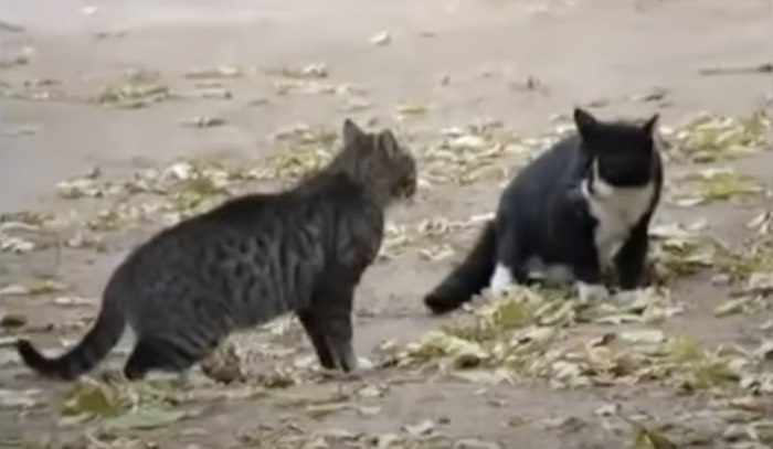 Dog Breaks Up Nasty Cat Fight