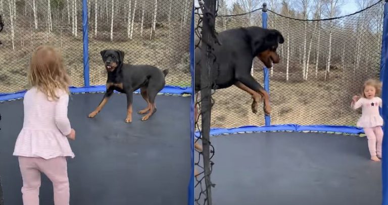 Rottweiler and Toddler Love Playing on Trampoline Together