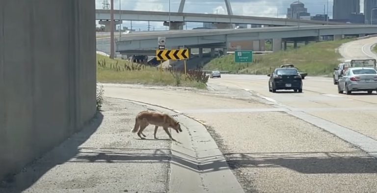 Rescuer Chases After Dog Dodging Across Dangerous Highway