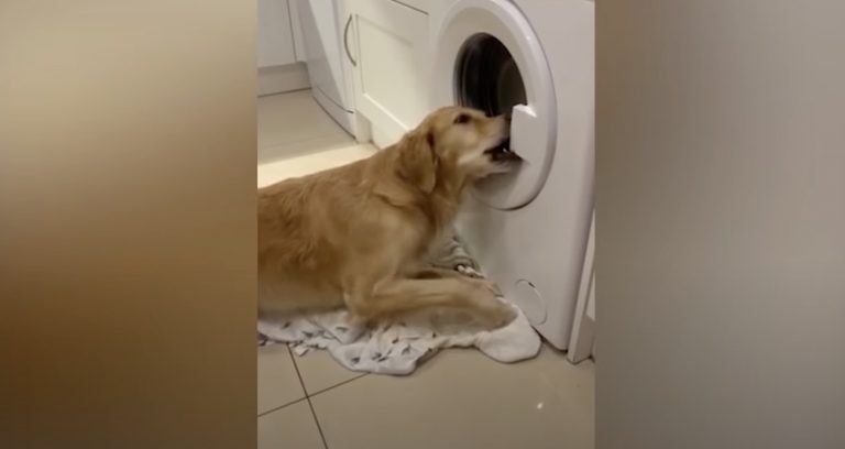 Funny Dog Tries To Rescue Toy From Washing Machine