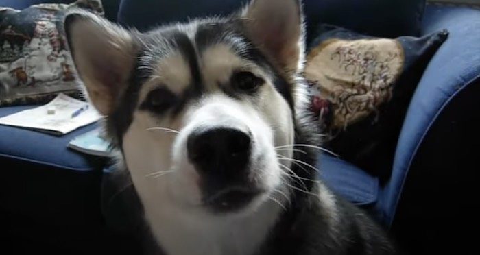 Persuasive Alaskan Malamute Talks Her Mom into Giving Her a Snack